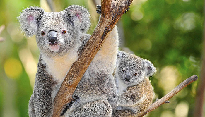 Australia Zoo Tours Noosa